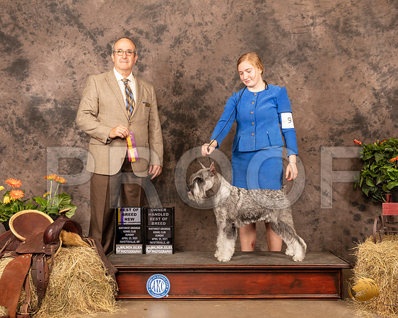 Standard Schnauzer #9 Sun BOB GrCh Judge John Schoeneman_MMJ_1630_NWAKC21-HR3