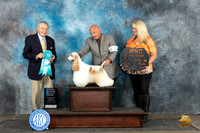 Cocker Spaniel Parti #5 Sat OHBIS Judge David Bolus
