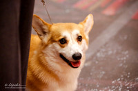 Specialty Open Dog Rings