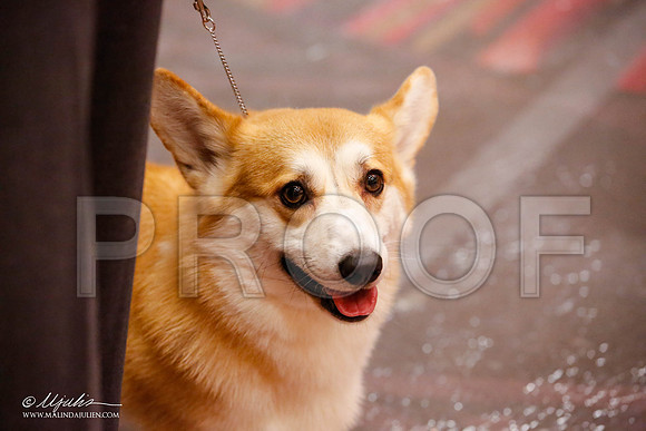 _JJ_9570-HstnCorgiFeb2015-HR3