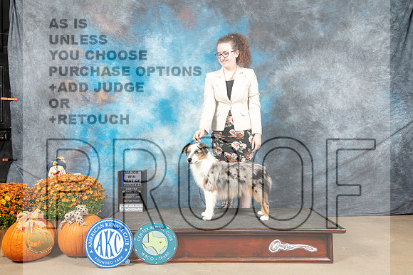 Mini American Shepherd #9 Sat BOWJ Judge Del Richards_MJ_5704_Belton_2022_HR3