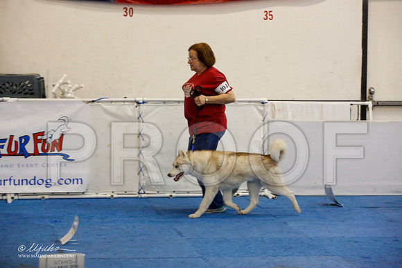 _M3_7633-AddisonHuskyMar2015-HR3