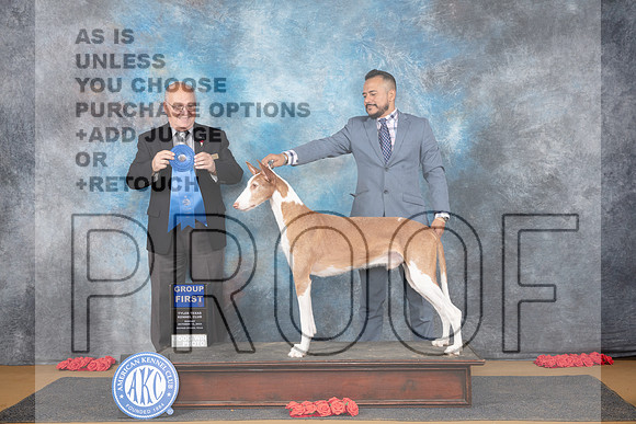 Ibizan Hound #5 Sun G1 Judge Sidney Marx__JP_0868_Sulphur Springs_2024_HR3