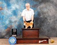 Chihuahua Long Coat #11 Sun VG2 Judge Richard Nance