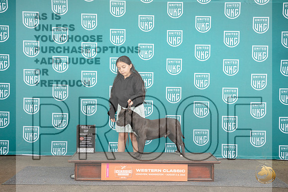 American Bully #221 Sat BM BOW Judge Alan Krenek__JP_1701_Longview WA_2024_HR3