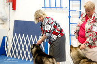 Winners Dog Sat Ring