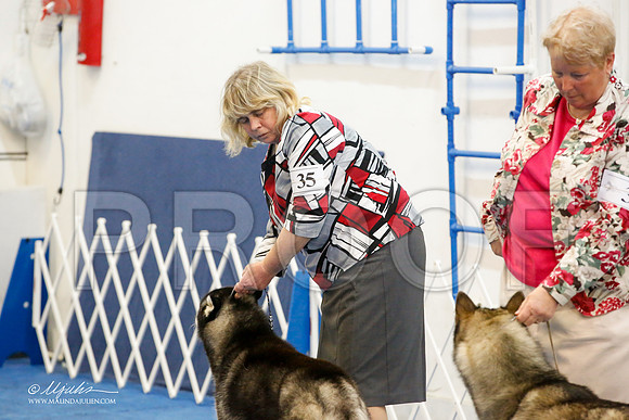 _M3_0173-AddisonHuskyMar2015-HR3
