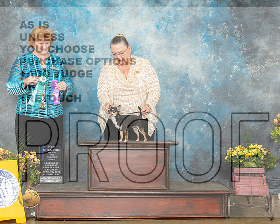 Chihuahua Smooth Coat #14 Sat WBNCh Judge Betty Pollock-MMJ_0653-NWARK2022-HR3