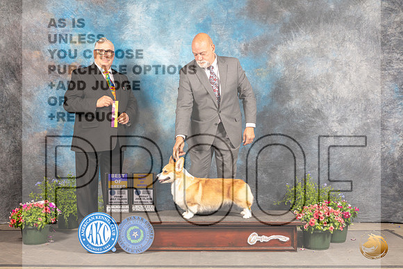 Pembroke Welsh Corgi #12 Fri BOB Judge John Booth_MJ_0045_SA_2022_HR3