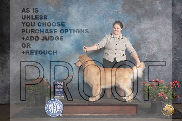 Golden Retriever #23 Fri WDM Judge Victor Rosado__JP_5220_San Antonio_2024_HR3