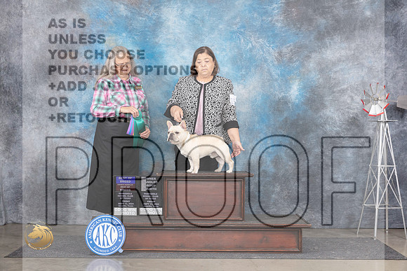 French Bulldog #15 Fri BOWBOBOHBOB Judge Denise Dean__JP_5579_Amarillo_2024_HR3