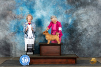 Norwich Terrier #5 Sun G4 Judge Ann Bolus