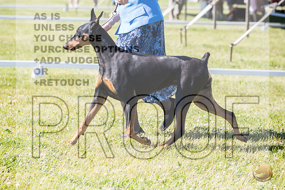 Doberman Pinscher Ring Fri_JJL_2175_Premier_2024_HR3