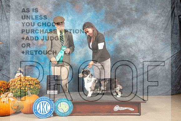 Cardigan Welsh Corgi #8 Sun OHG2 Judge Dan Dowling_MJ_6773_Belton_2022_HR3