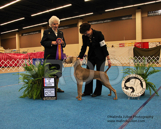 Weim-9288