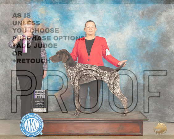 German Shorthaired Pointer #? Fri RWD Judge Judy Brown__JP_0673e_Midland2024_HR3