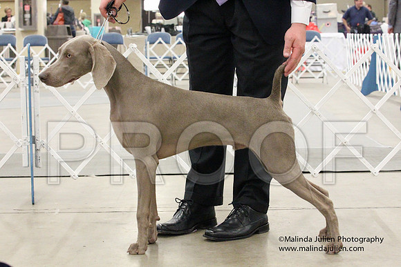 Weim-1424