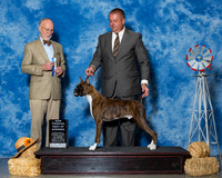 Boxers #9 Sat BOW NC Brenner William Dean Judge Mr Ronald V Horn