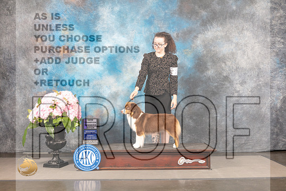 Miniature American Shepherd #20 Sun WB Judge Carrie Chase_MJ_7707_Houston_2022_HR3