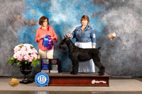 Schnauzer Giant #10 SAT WB BBB OHBB Major Judge Judi Boston
