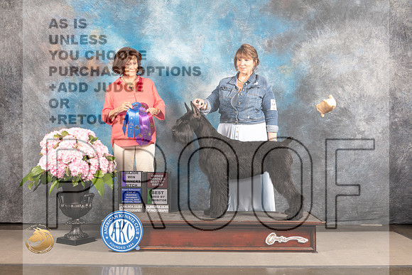Schnauzer Giant #10 SAT WB BBB OHBB Major Judge Judi Boston_MJ_6760_Houston_2022_HR3