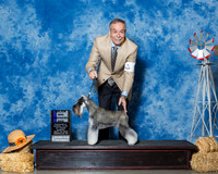 Miniature Schnauzers #9 Sun Maj WD Brown Bryan Mary Jo Larsen Judge Dr Dale D Simmons