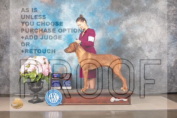 Rhodesian Ridgeback #33 THUR WD BOW OH Judge Linda Hurlebaus_MJ_7475_Houston_2022_HR3