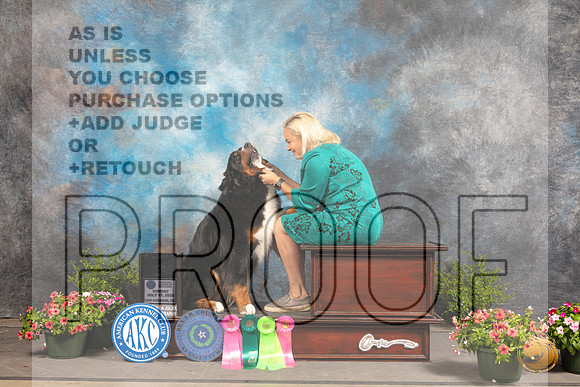 Bernese Mountain Dog #6 Sun NOHS Platinum_MJ_1804_SA_2022_HR3