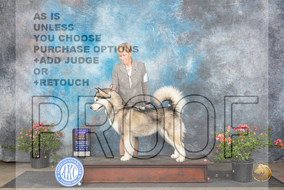 Alaskan Malamute #6 Sat BOBOHBOB Judge Paul F Willhauck__JP_6216_San Antonio_2024_HR3