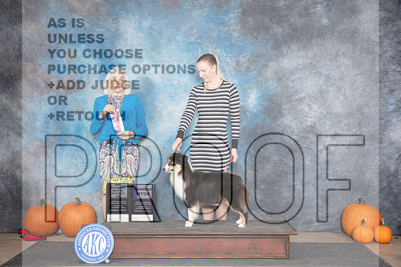 Miniature American Shepherd #14 Sat WBBOS NCH Judge Jan Paulk__JP_8668_Humble_2024_HR3