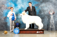 Great Pyrnees #5 Thur G1 Judge Sharon Derrick