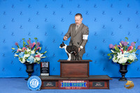 Boston Terrier #8 SAT BOS M Judge Angela Pickett