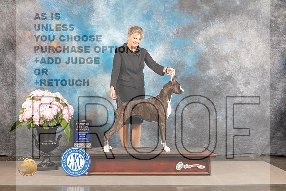 Boxer #68 SAT WB BOW NCH Judge Ken Murray *R*_MJ_6466_Houston_2022_HR3