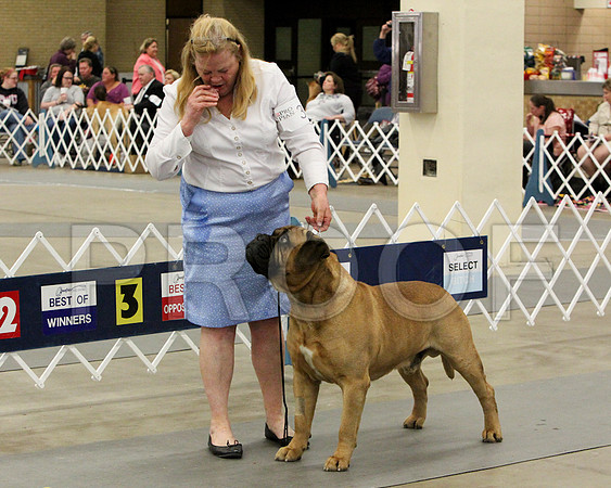 VetDog-9309