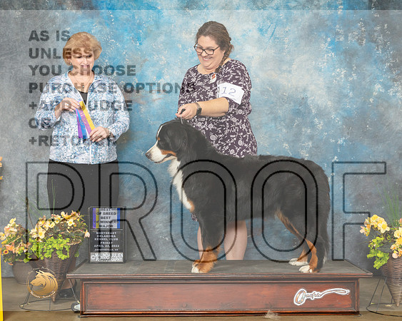 Bernese Mountain Dog #12 Fri BOB Judge Betty Pollock-MMJ_9417-NWARK2022-HR3