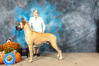Great Dane #7 Sat BOB Judge Del Richards