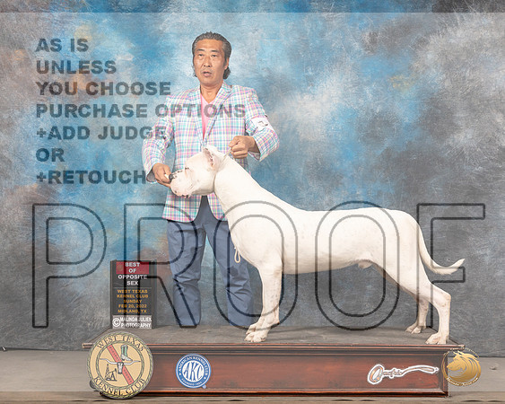 Dogo Argentino #7 Sun BOSWD Judge Judy BrownMMJ_5096_Mdlnd2022_HR3