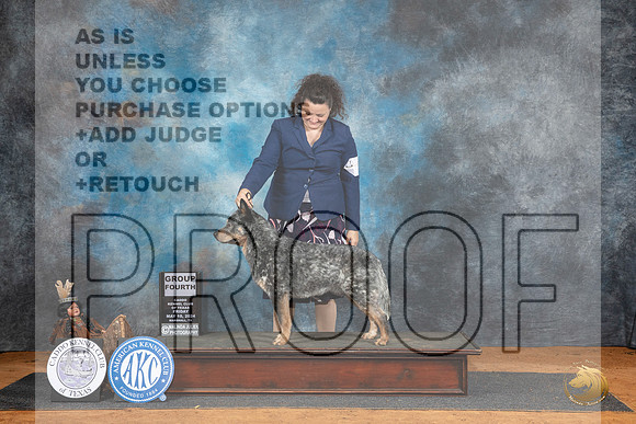Australian Cattle Dog #5 Fri G4 Judge Denise Dean__JP_7450_MARSHALL_2024_HR3