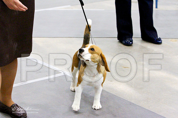 Beagle-3149LR