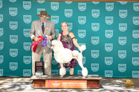 Poodle Standard #258 Sat BOB G2 Judge Allan Krenek