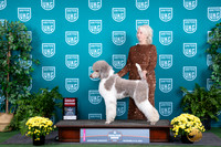 Poodle Std #? Sat G2