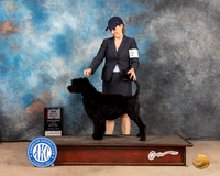 Portuguese Water Dog #14 Sat WBBOSM Judge Thomson Stanfield Jr