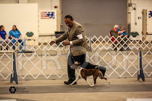 BAsenji-Hound Group Ring Sun-12