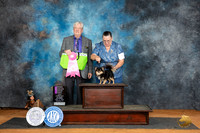 Chihuahua Long Coat #7 Sat OHG1 Judge Robert Stein