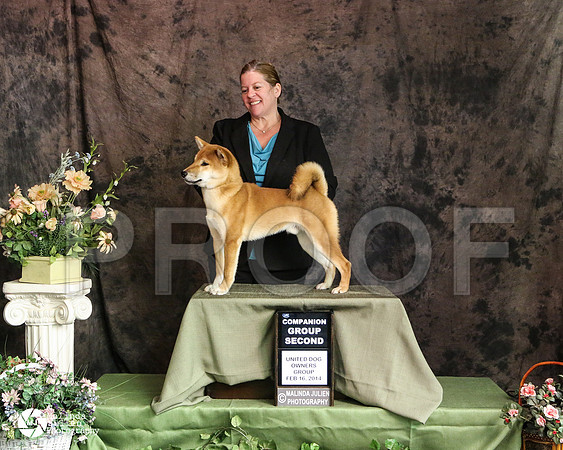 shiba-3455-DntnMar14-HR3