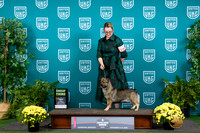 Swedish Vallhund #125 Sat G3