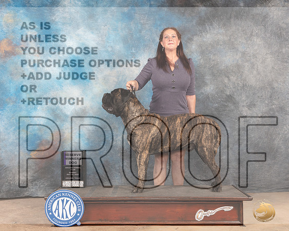 Bullmastiff #11 Sun RWD Judge Eric Liebes-MMJ_4857-Abilene2022-HR3