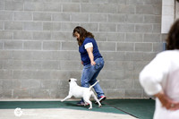 Bull Terrier Sun Ring