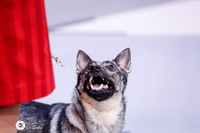 Swedish Vallhund Sat Ring