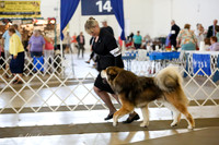 Tibetan Mastiff Sun Ring